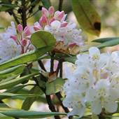 Rhododendron State Park